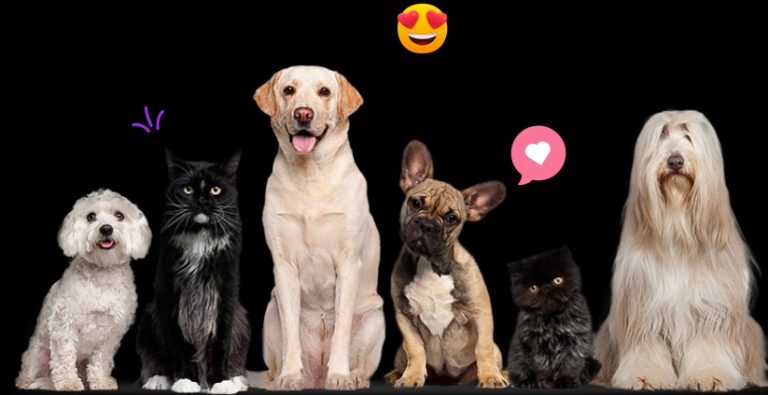 Meet new pals for your pup with a smart playdate app for dogs that fits real life