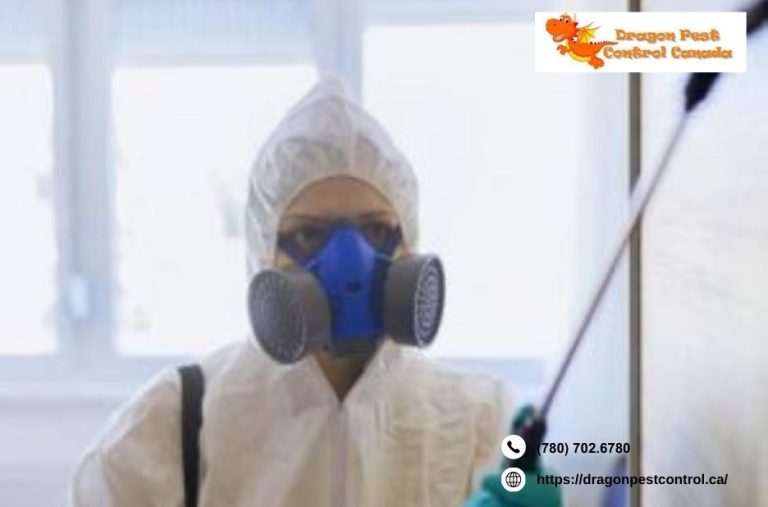 Reliable pest solutions in Edmonton for homes and businesses