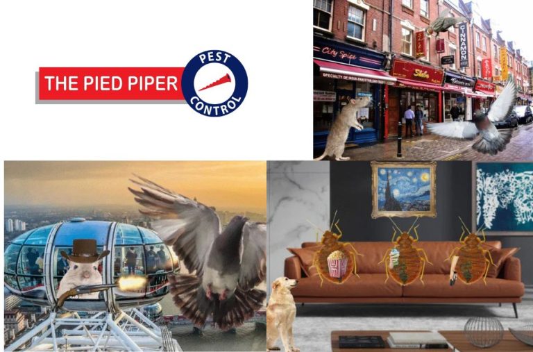 Practical pest management for north London homes