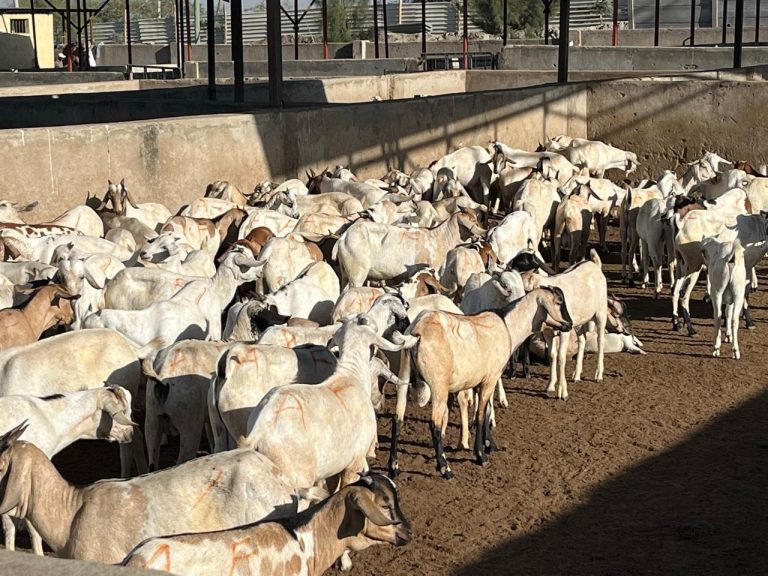 Choosing reliable partners for halal meat exports Choosing reliable partners for halal meat exports