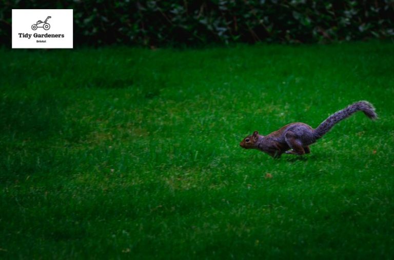 Transform Your Garden with Expert Lawn Shaping in Bristol Transform Your Garden with Expert Lawn Shaping in Bristol