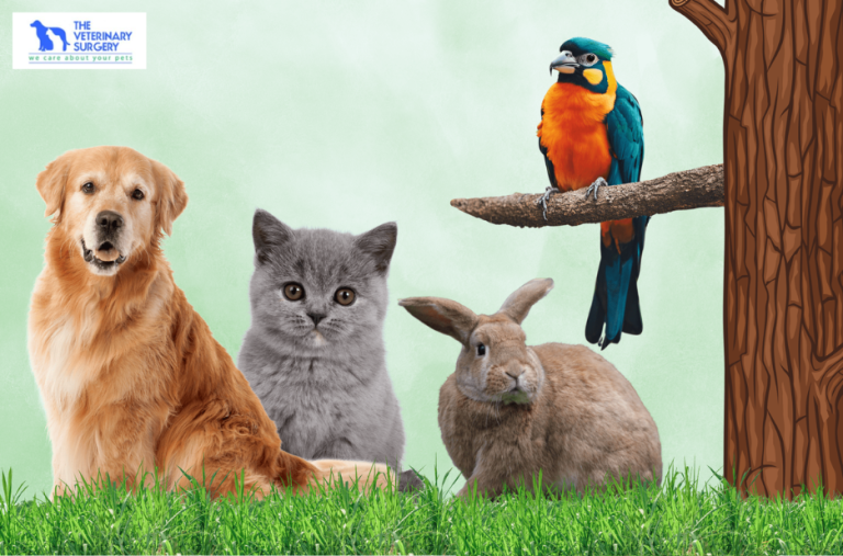 A trusted veterinary clinic for pets in Qatar A trusted veterinary clinic for pets in Qatar