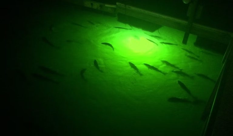 Attract More Bites: Lighting for Night Fishing in Fresh and Salt Water Attract More Bites: Lighting for Night Fishing in Fresh and Salt Water