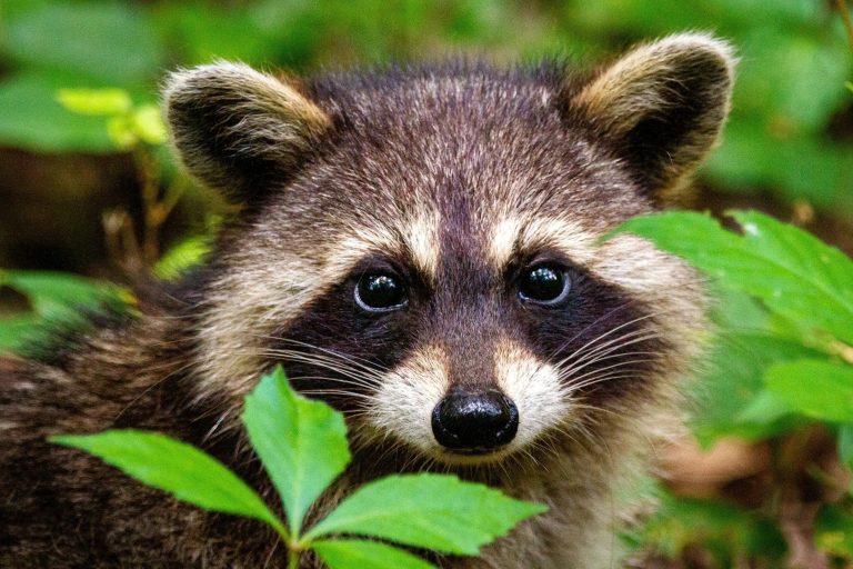 Reliable Raccoon Trapping in Shohola and Surrounding Areas Reliable Raccoon Trapping in Shohola and Surrounding Areas
