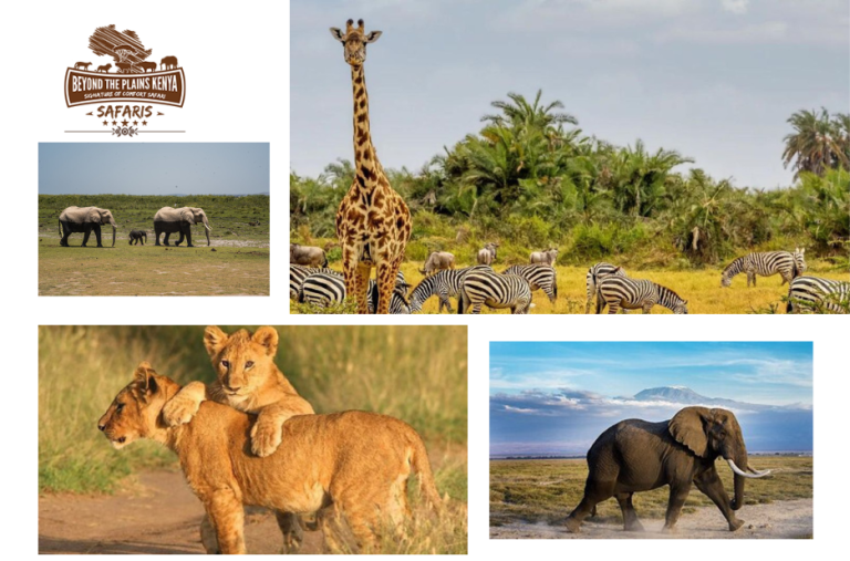 Wildlife Journeys Through Kenya and Tanzania: An East Africa Safari Guide Wildlife Journeys Through Kenya and Tanzania: An East Africa Safari Guide
