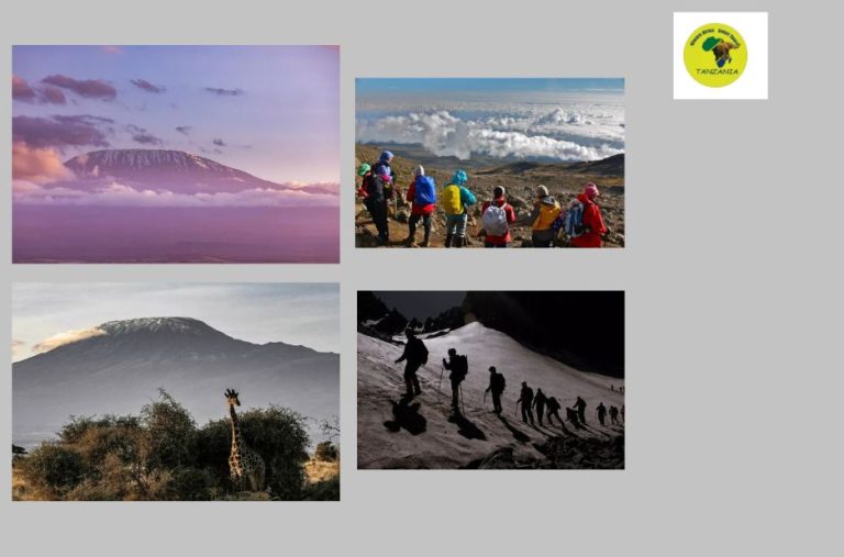 Explore 7 day African safari tours with confidence Explore 7 day African safari tours with confidence