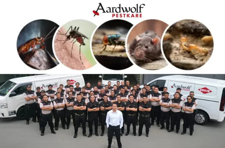 Effective Pest Control Singapore Termites Treatment and Prevention Services