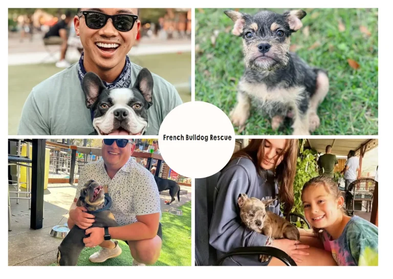 French Bulldog Rescue: How to Support and Adopt Abandoned French Bulldogs