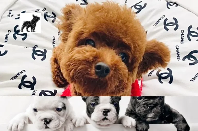 Discover Unique Floodle Puppies for Sale from Trusted Breeders on Frenchiedoodle.com