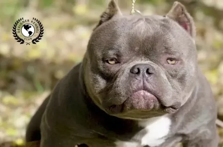 How to Secure Authentic American Bully Registration: Expert Tips for Peace of Mind