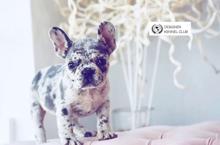 Exotic French Bulldog Registration: Key Benefits and How to Get Started