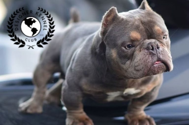 Registrar Cachorro: A Complete Guide for DesignerKenneIClub Breeds and Care