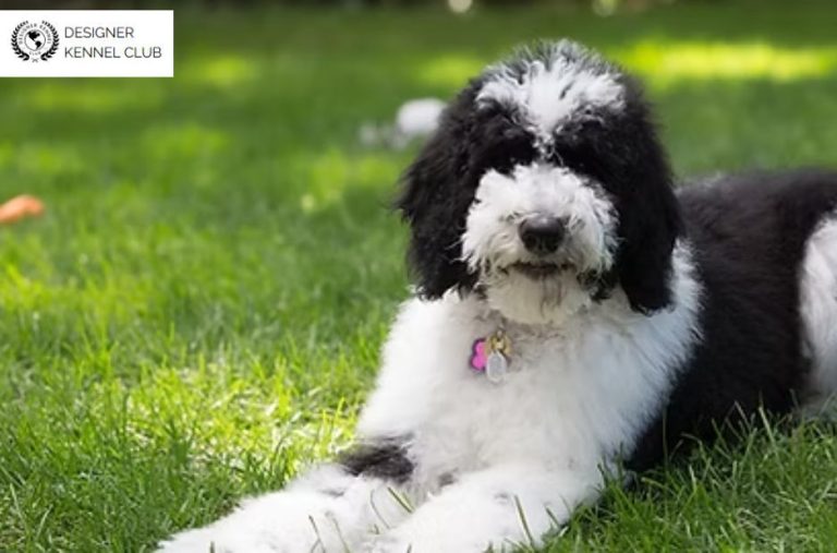 Expert Guide to Sheepadoodle Registration Requirements