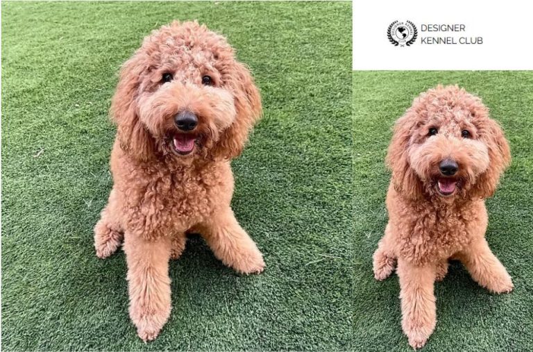 Goldendoodle Registration: A Practical Guide to Getting Started