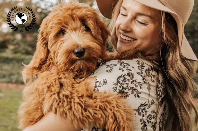 How to Evaluate Maltipoo Registration Papers Without AKC