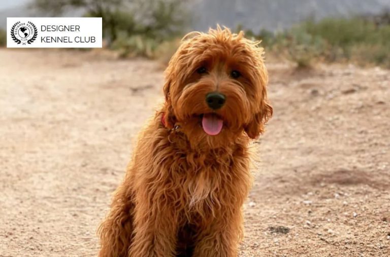 How Foundation Registration Helps Legit Designer Dogs