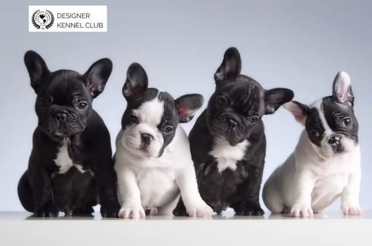 Register Your Dog Without AKC Papers: Practical Steps Register Your Dog Without AKC Papers: Practical Steps